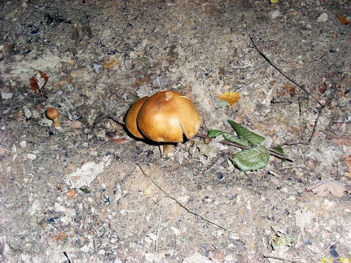 Psathyrella lacrymabunda 